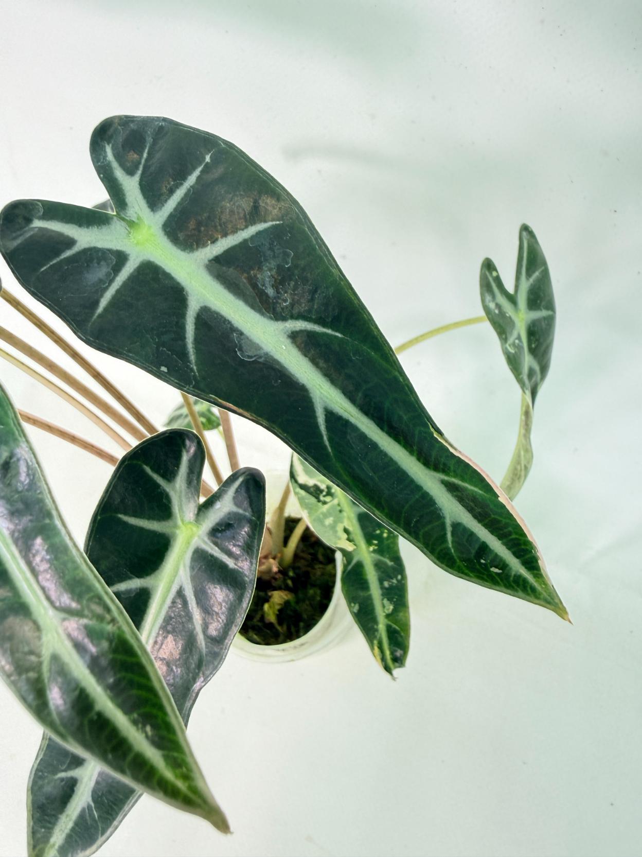 Alocasia Bambino Variegata Pink 10