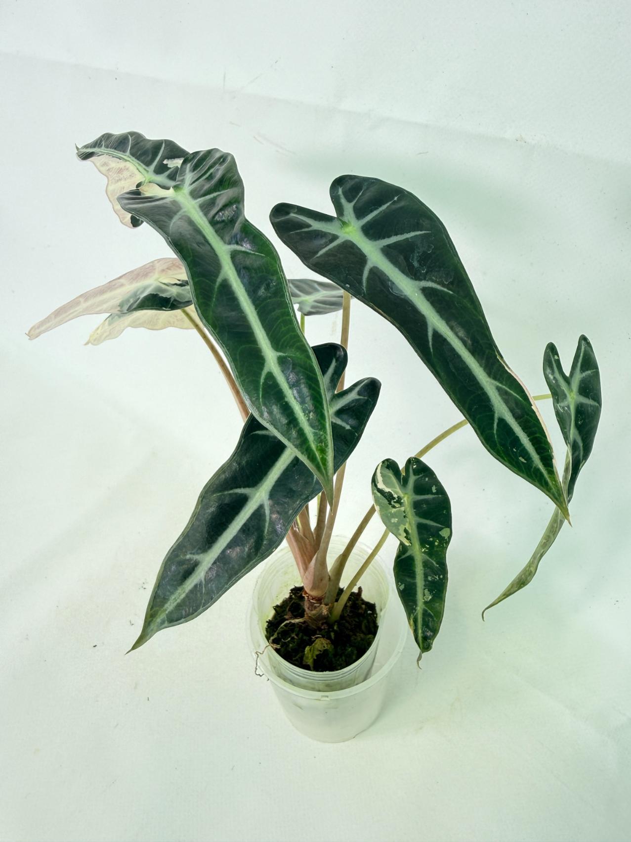 Alocasia Bambino Variegata Pink 12