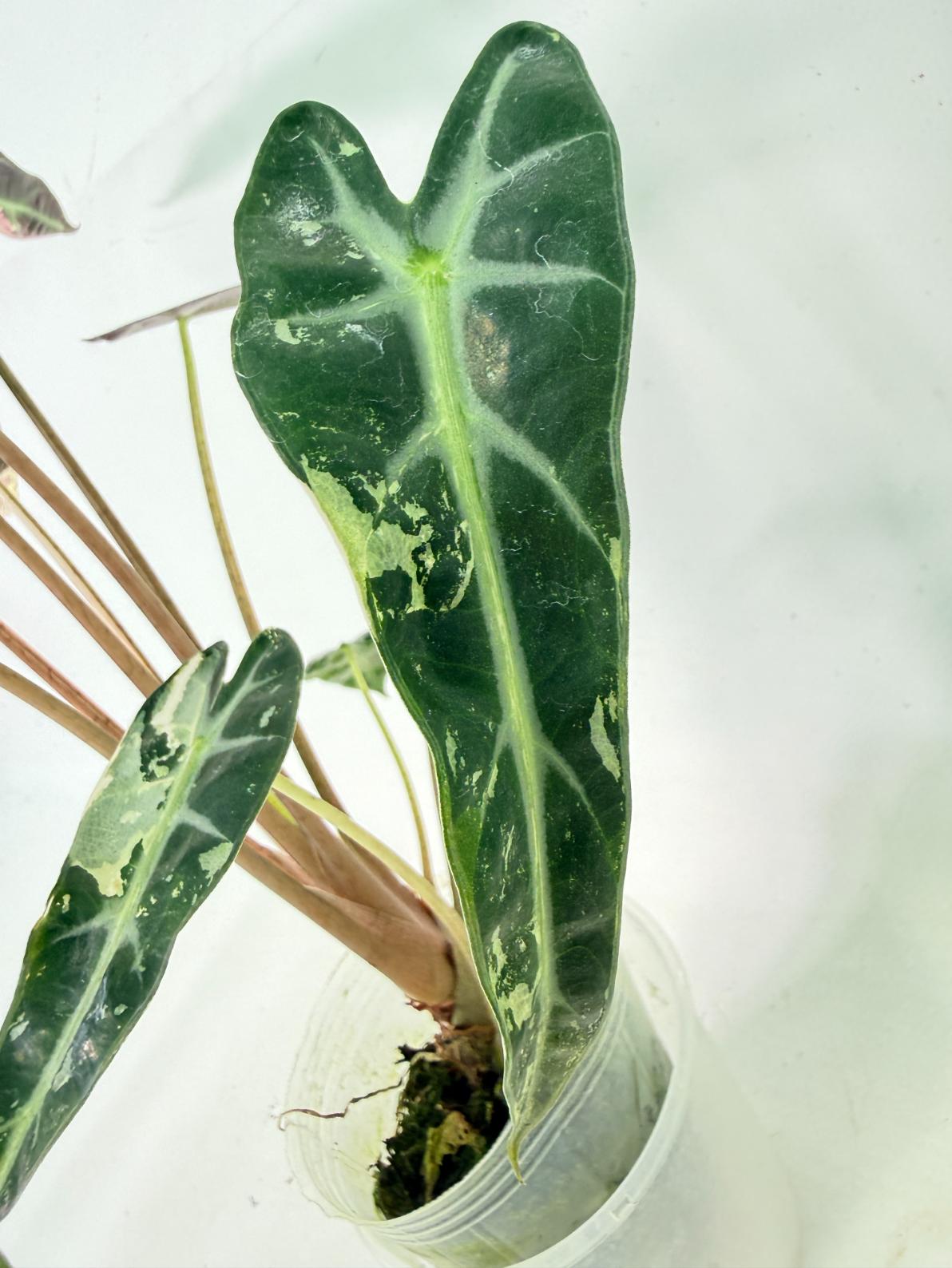 Alocasia Bambino Variegata Pink 4