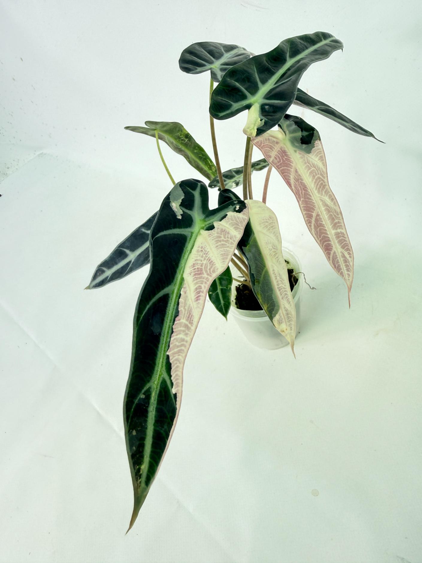 Alocasia Bambino Variegata Pink 5
