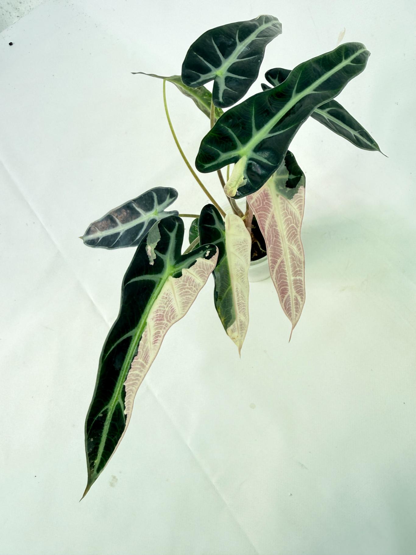 Alocasia Bambino Variegata Pink 1