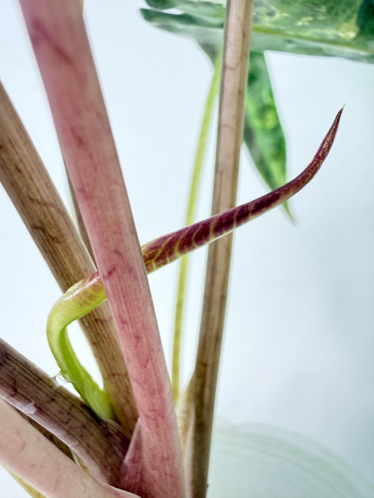 Alocasia Bambino Variegata Pink 6