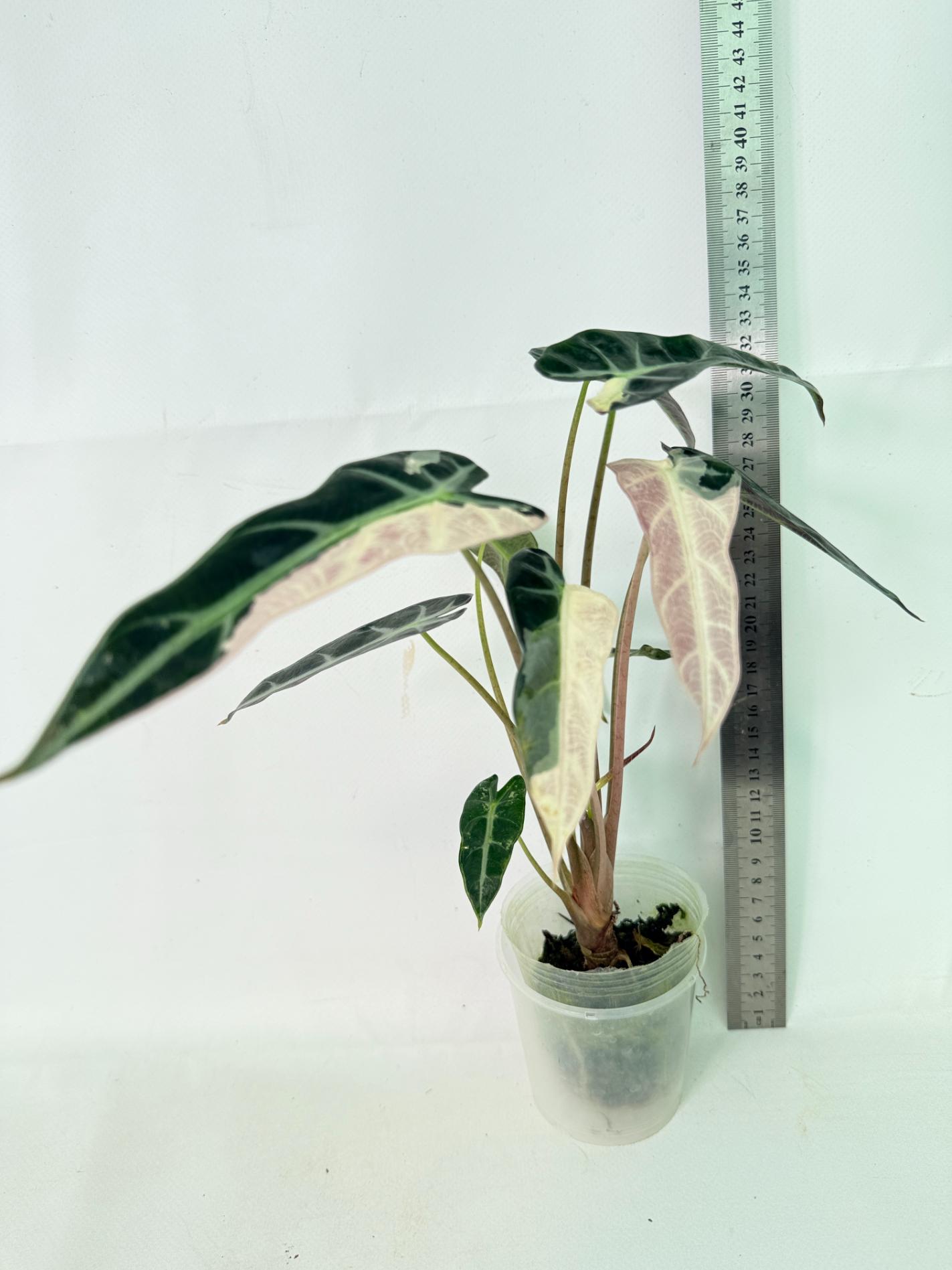 Alocasia Bambino Variegata Pink 7