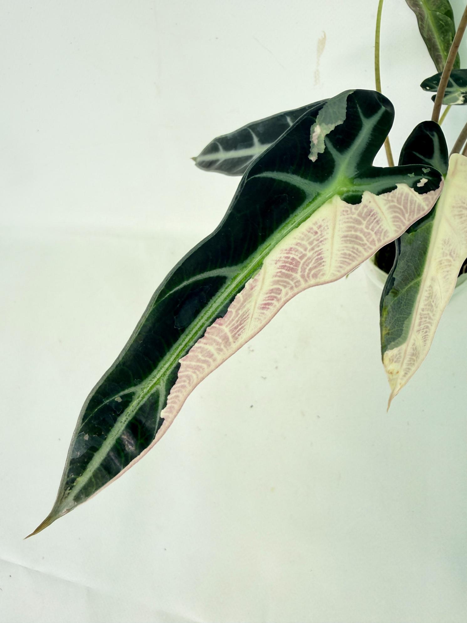 Alocasia Bambino Variegata Pink 3