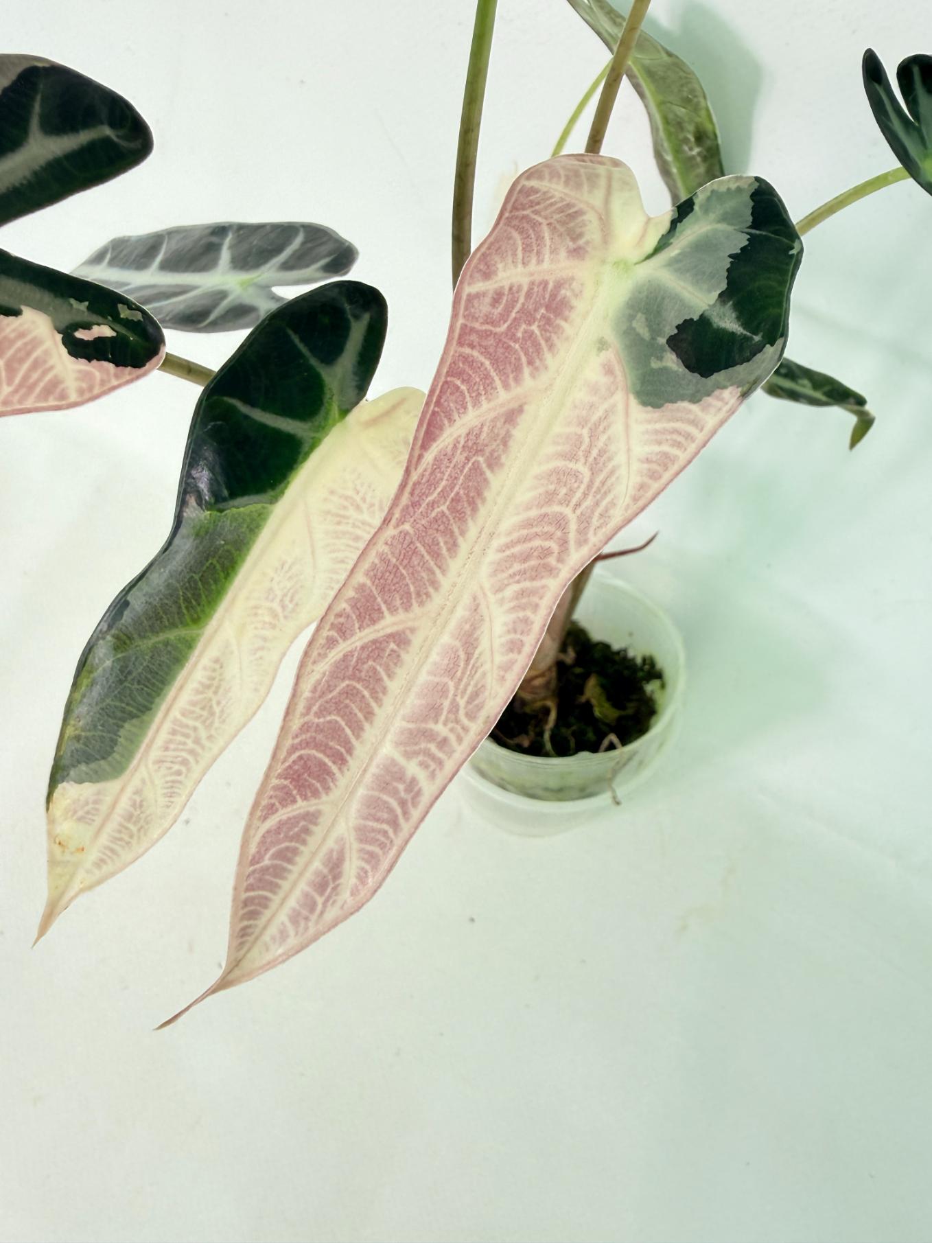 Alocasia Bambino Variegata Pink 2