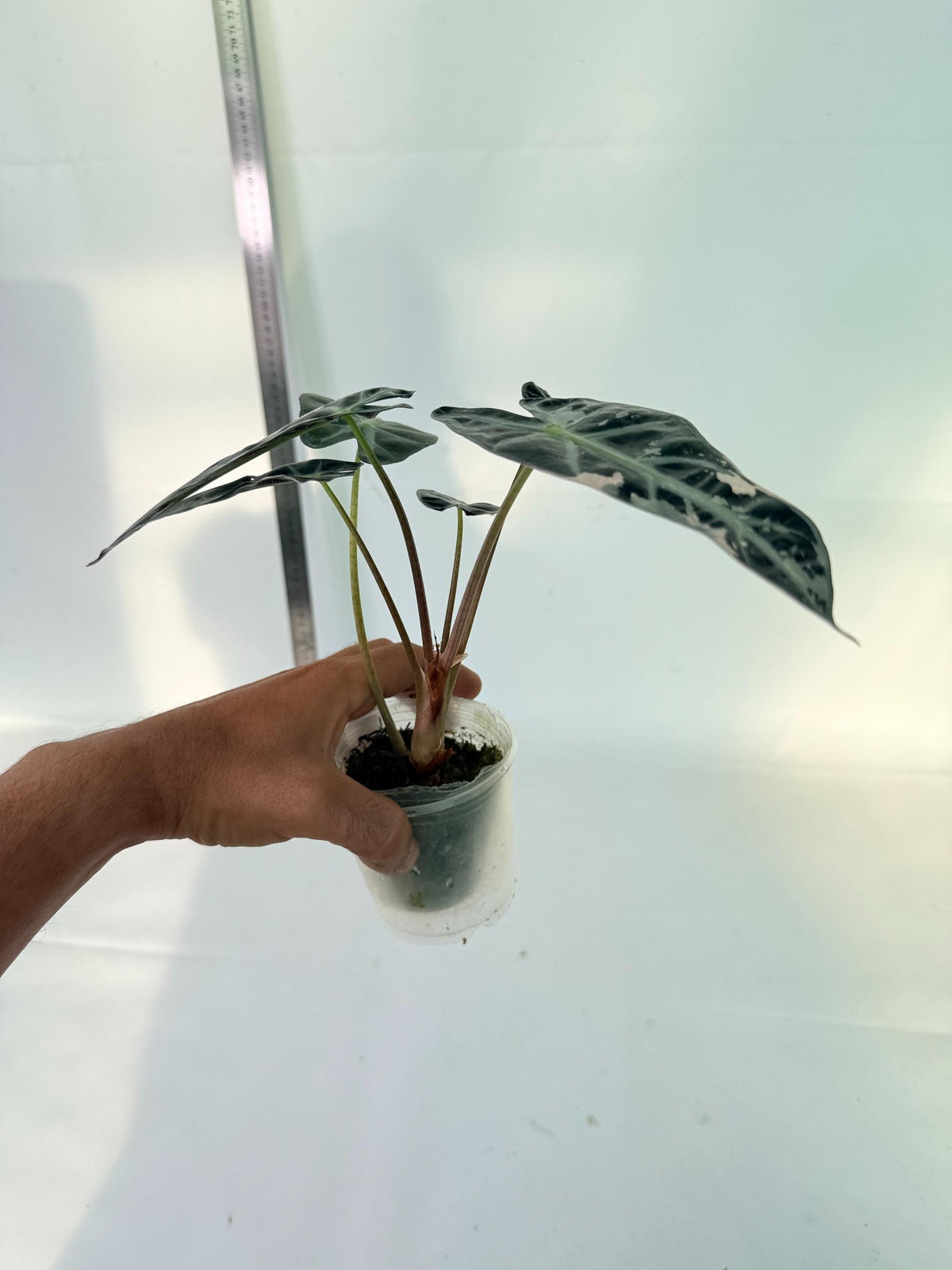 Alocasia Bambino Variegata Pink 8