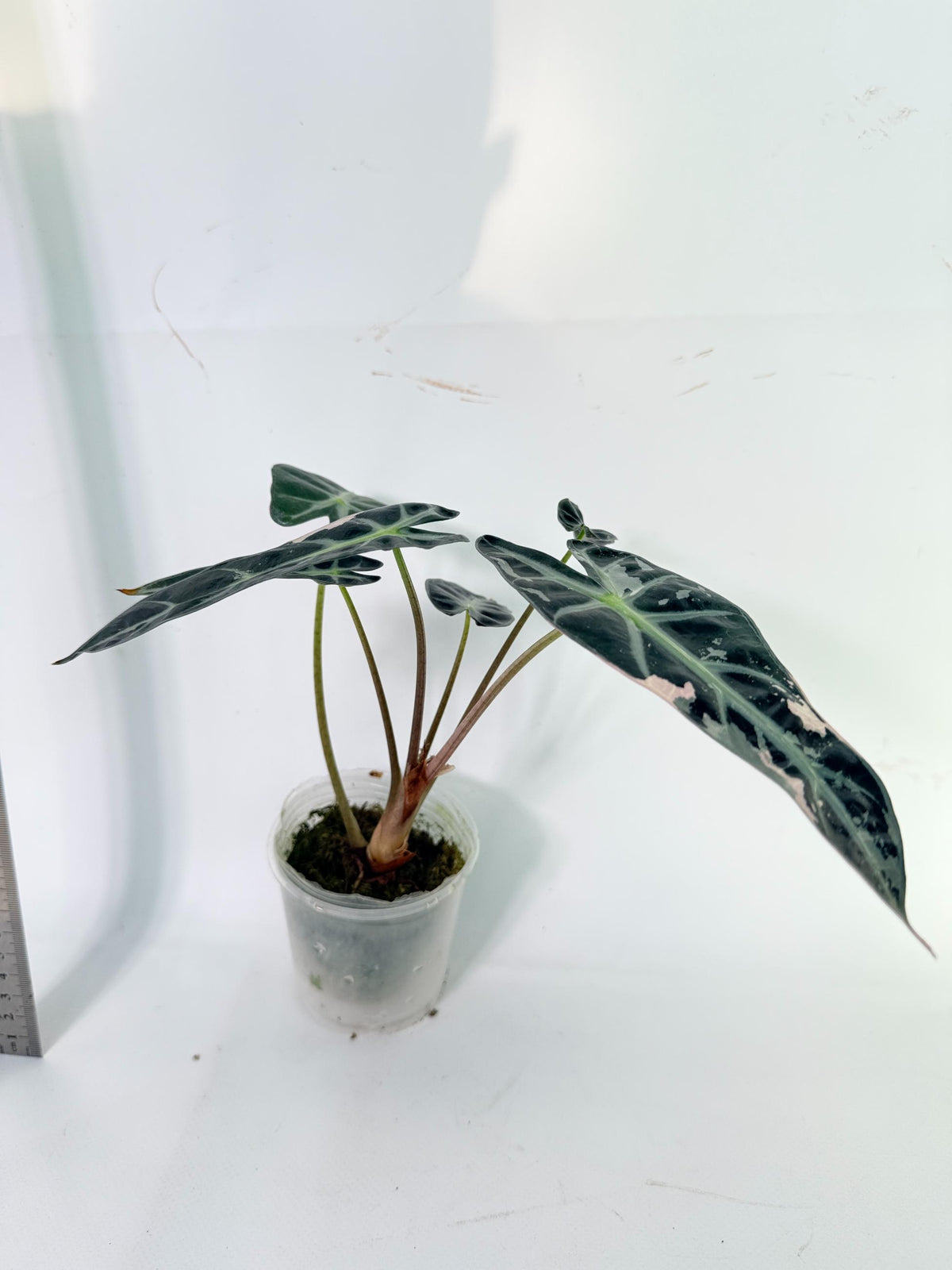 Alocasia Bambino Variegata Pink 6