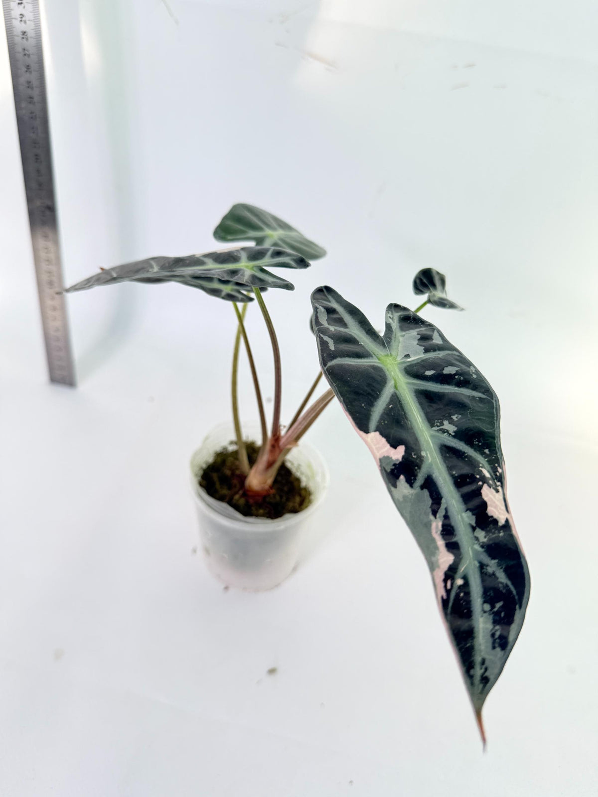 Alocasia Bambino Variegata Pink 2