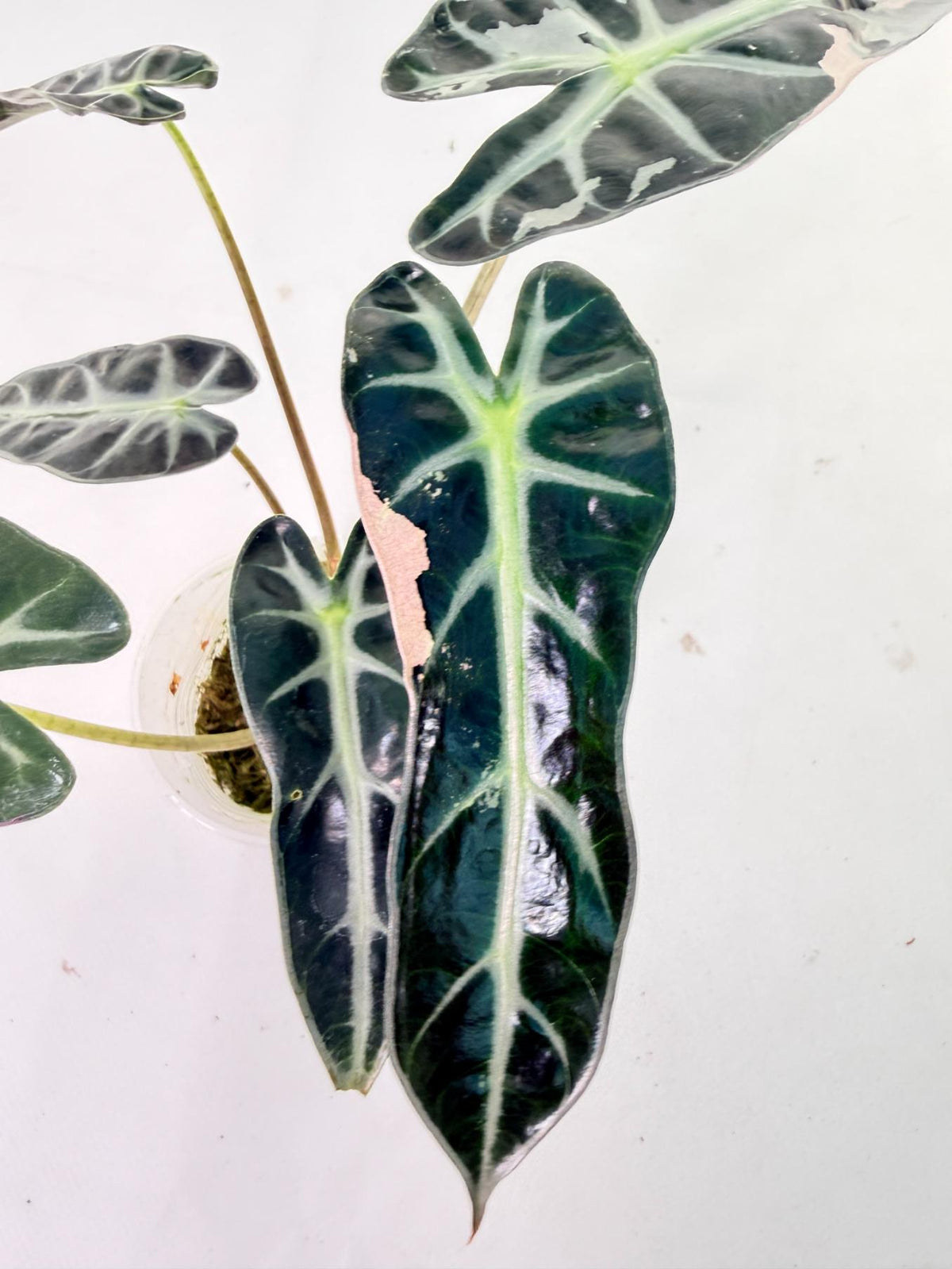 Alocasia Bambino Variegata Pink 3