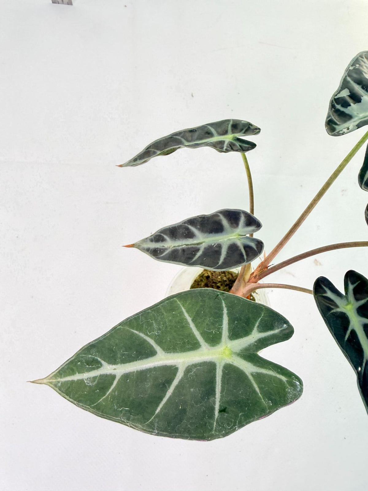 Alocasia Bambino Variegata Pink 7
