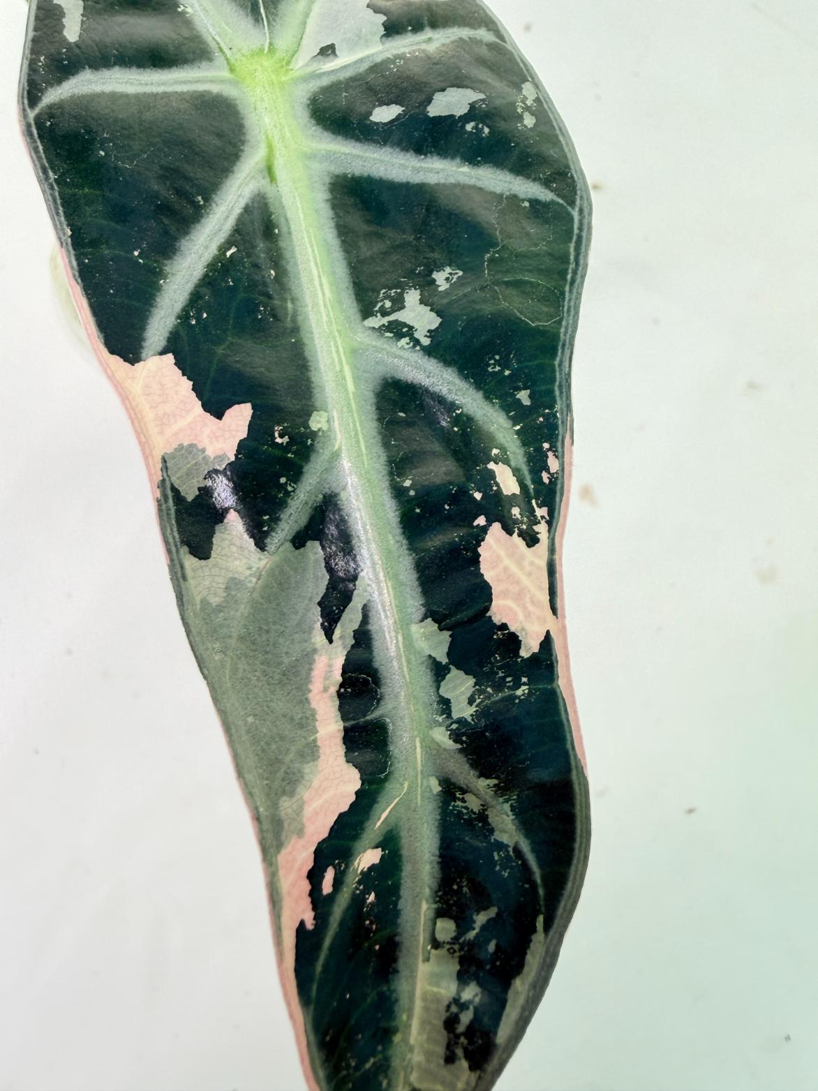 Alocasia Bambino Variegata Pink 5