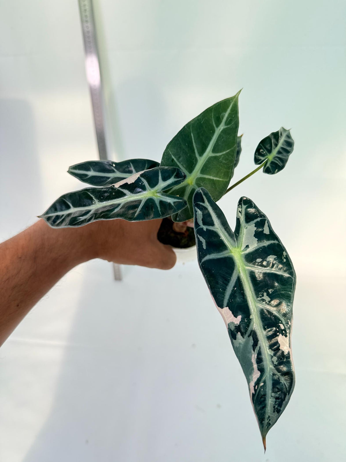 Alocasia Bambino Variegata Pink 4