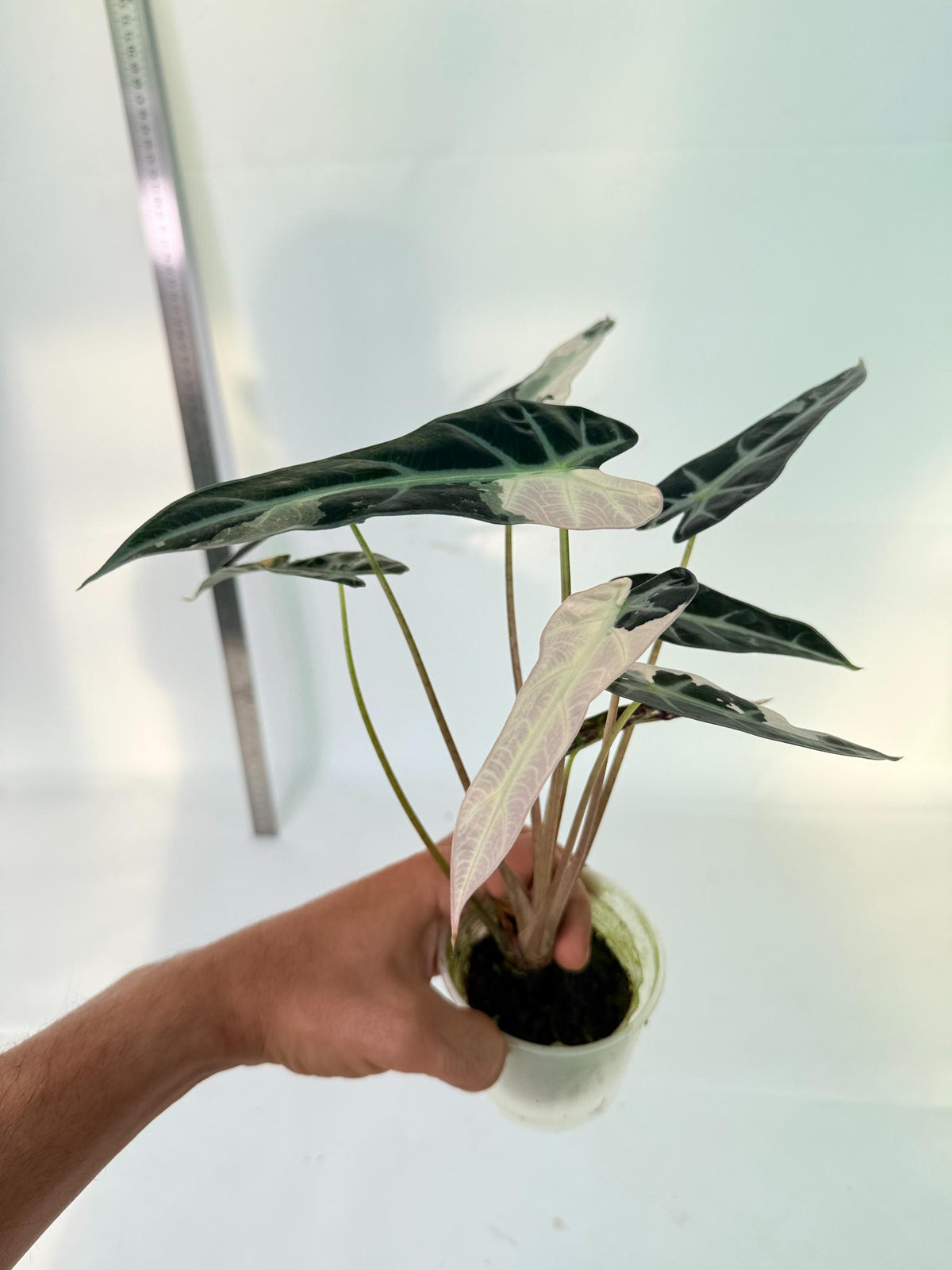 Alocasia Bambino Variegata Pink 5