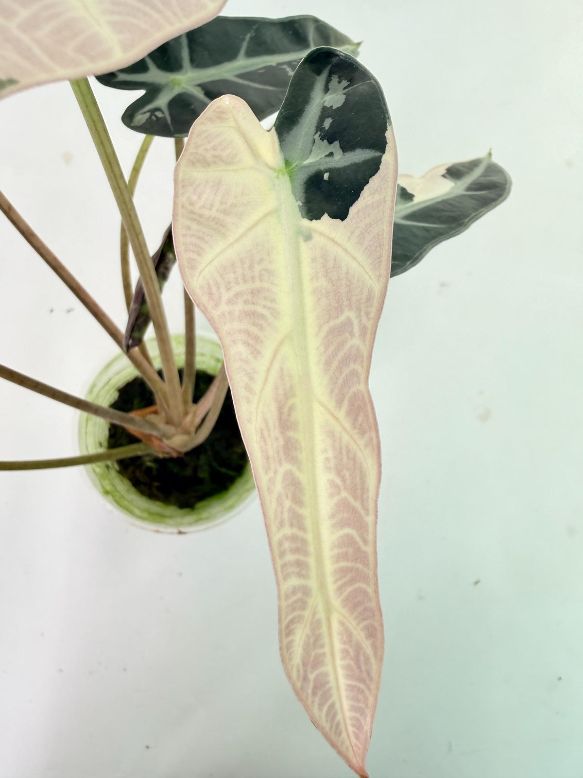 Alocasia Bambino Variegata Pink 2