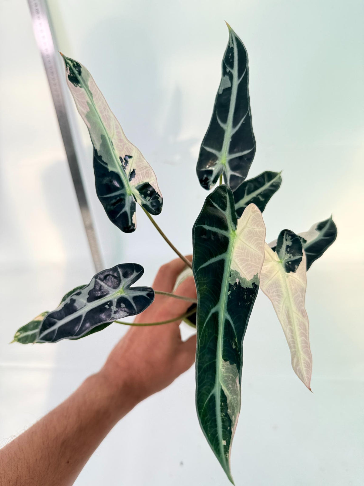 Alocasia Bambino Variegata Pink 6