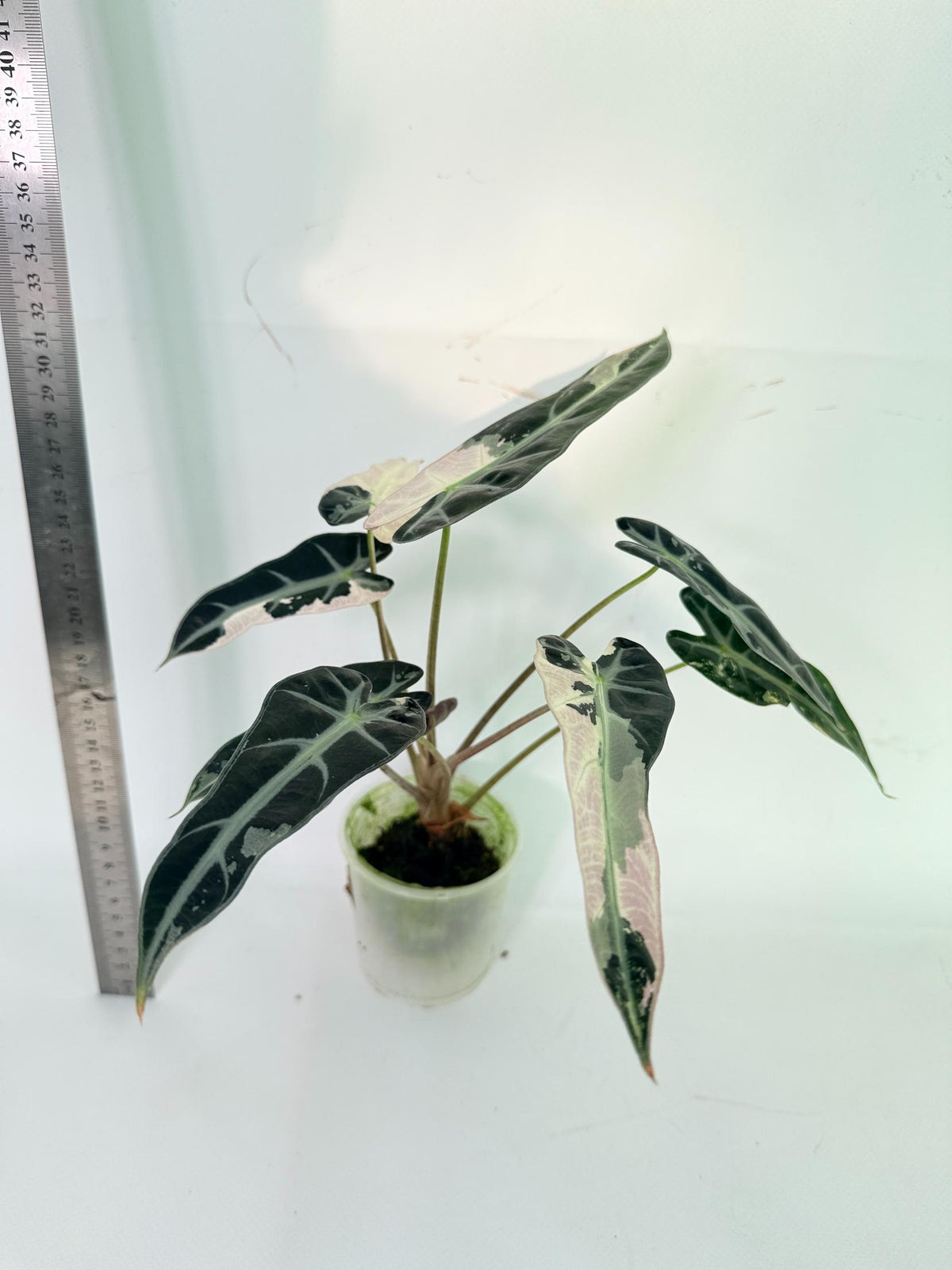 Alocasia Bambino Variegata Pink 4