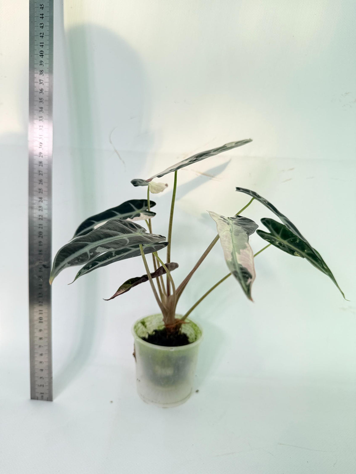 Alocasia Bambino Variegata Pink 7
