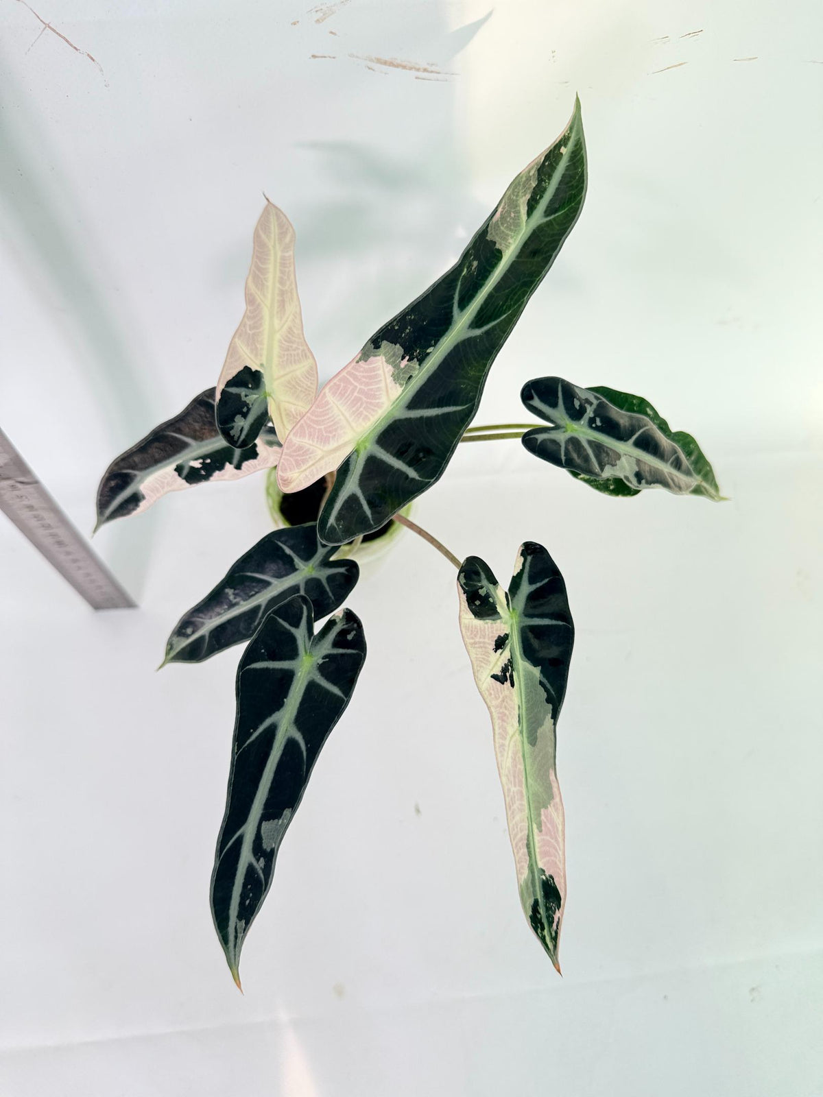 Alocasia Bambino Variegata Pink 8