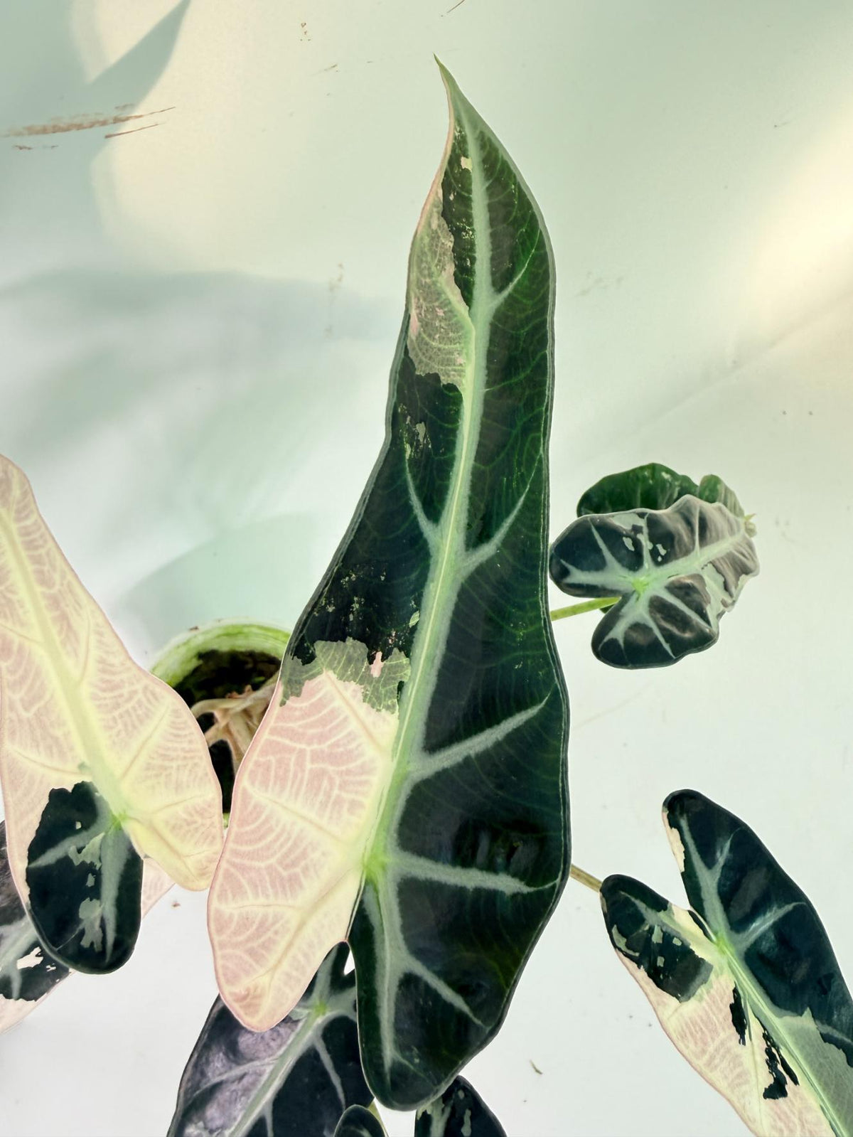 Alocasia Bambino Variegata Pink 9