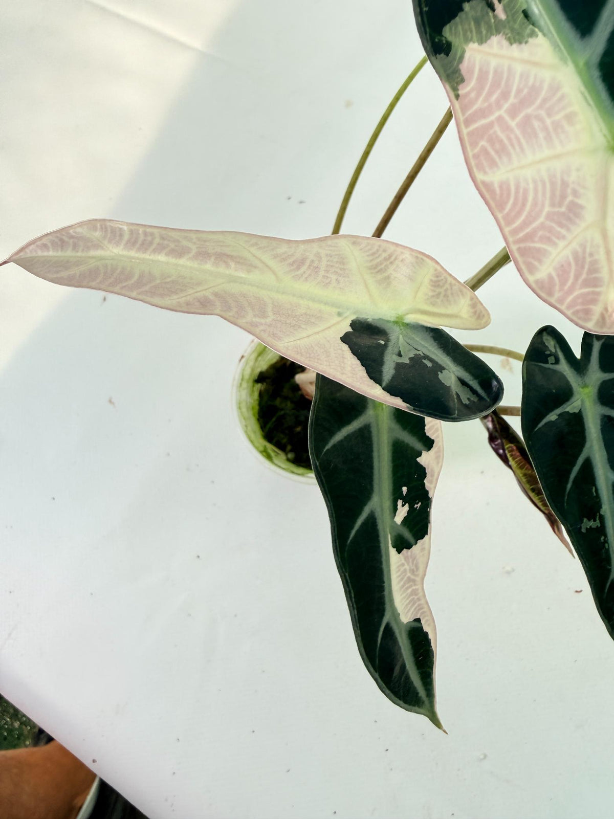 Alocasia Bambino Variegata Pink 3