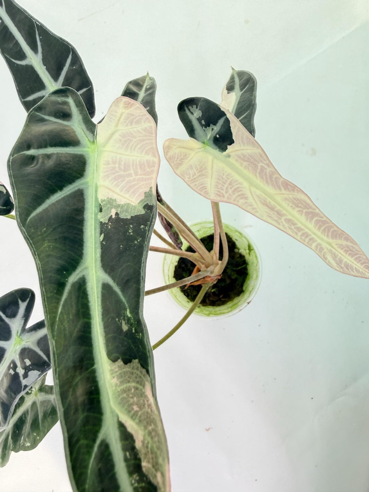 Alocasia Bambino Variegata Pink 10