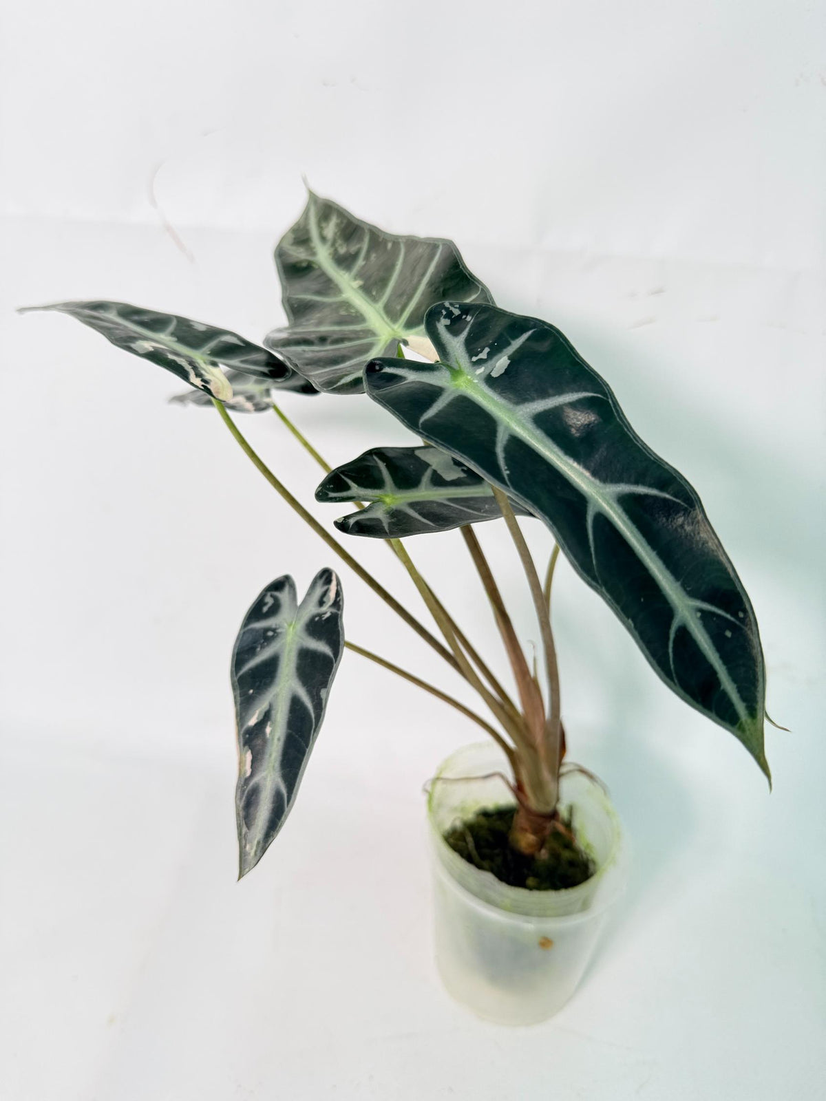 Alocasia Bambino Variegata Pink 02