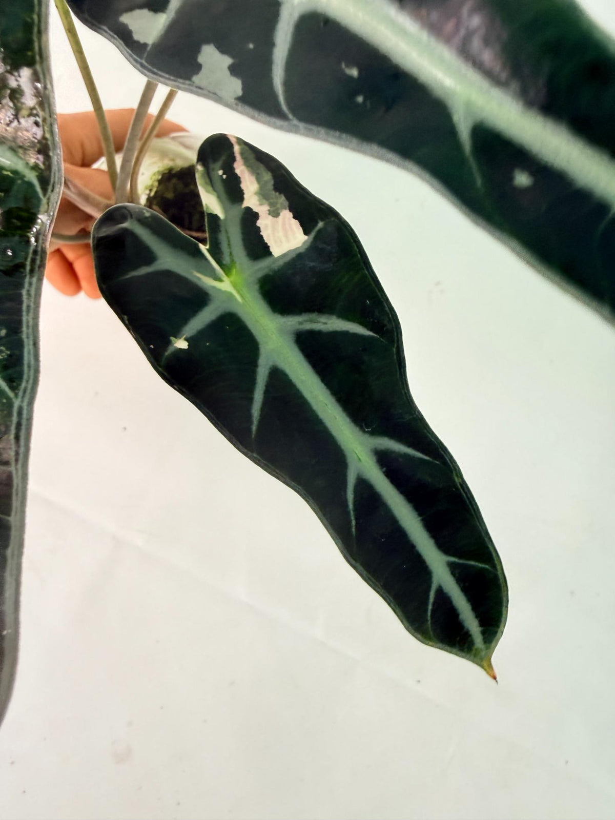 Alocasia Bambino Variegata Pink 08