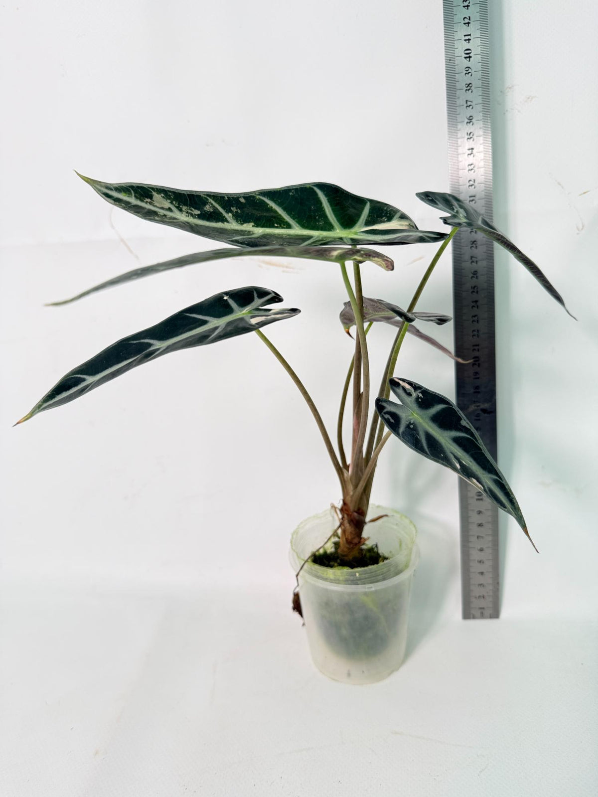 Alocasia Bambino Variegata Pink 09