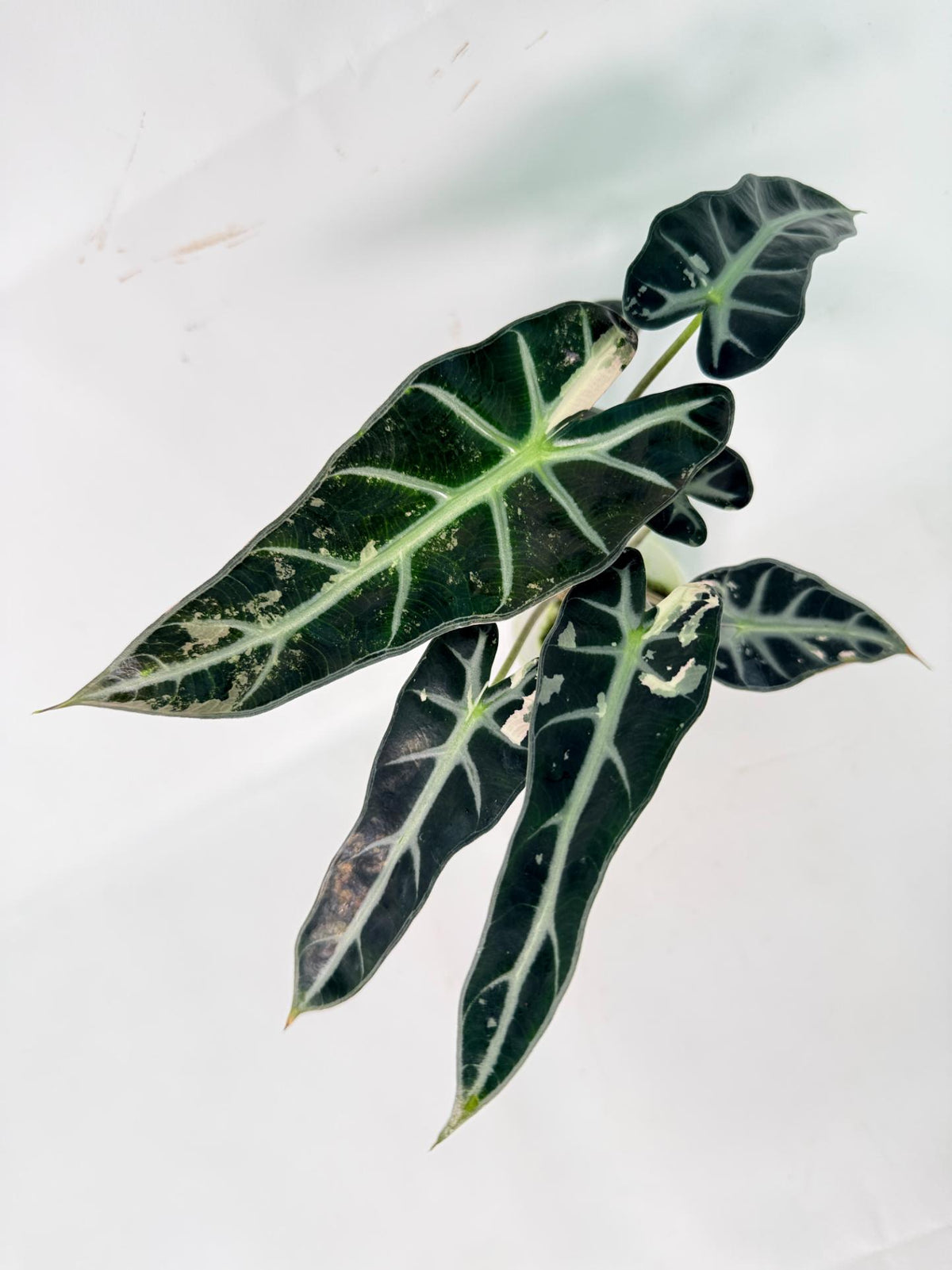 Alocasia Bambino Variegata Pink 03