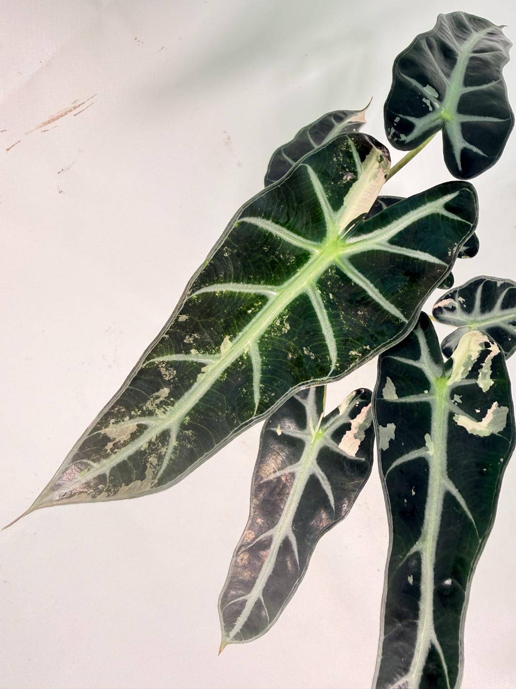 Alocasia Bambino Variegata Pink 04