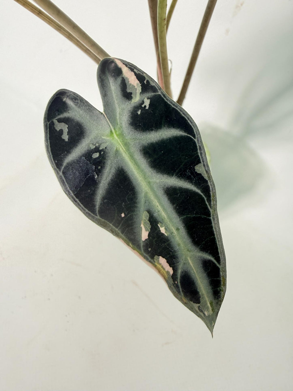 Alocasia Bambino Variegata Pink 05