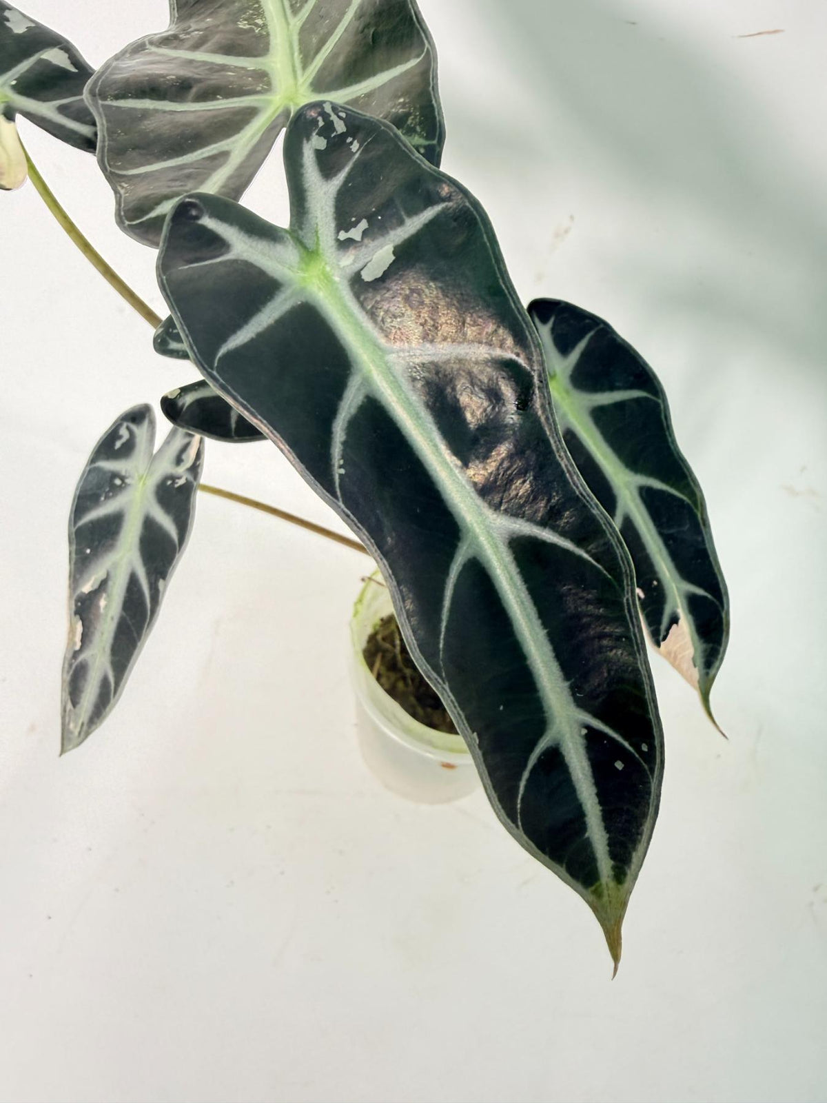Alocasia Bambino Variegata Pink 06