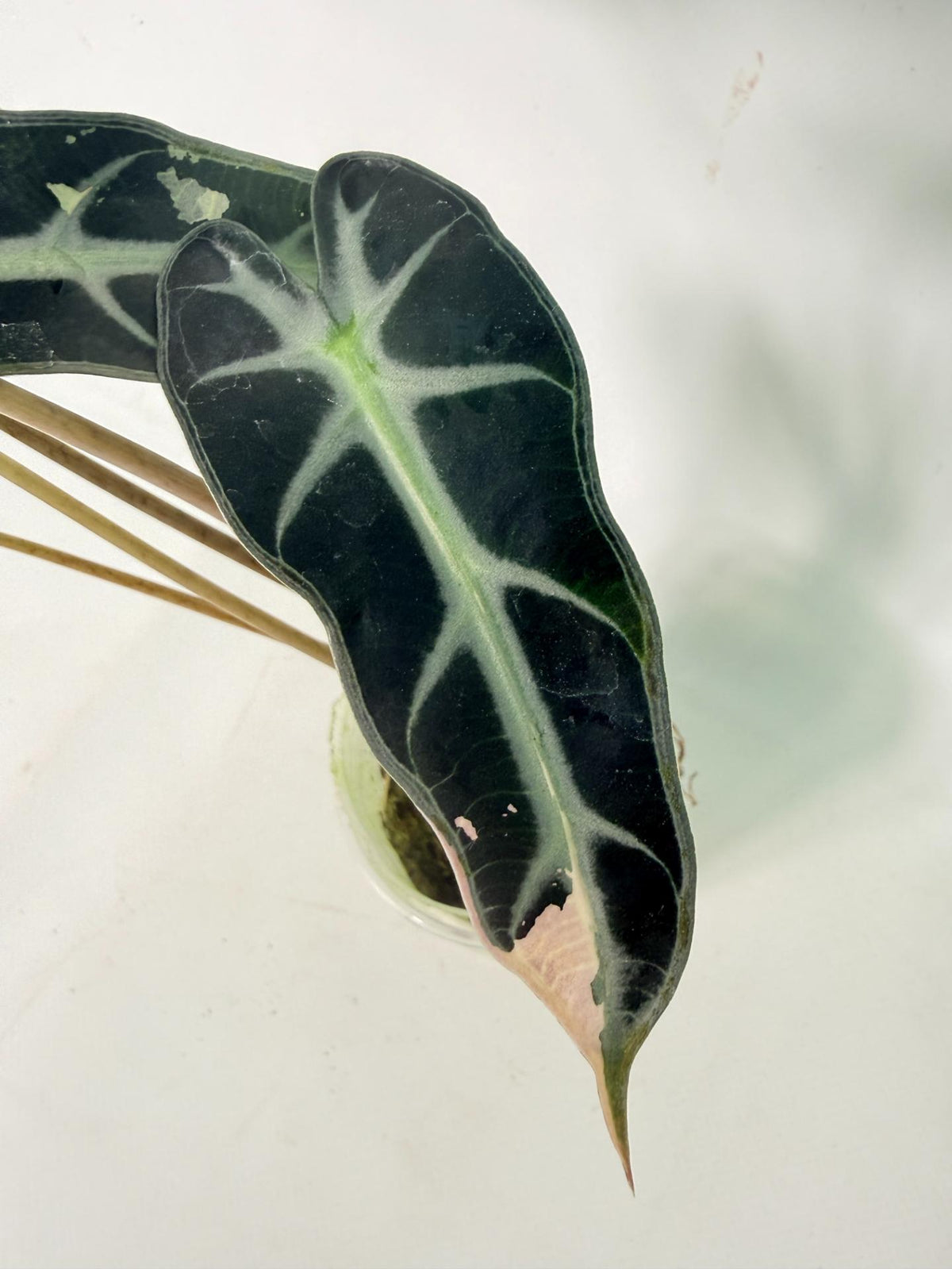 Alocasia Bambino Variegata Pink 07