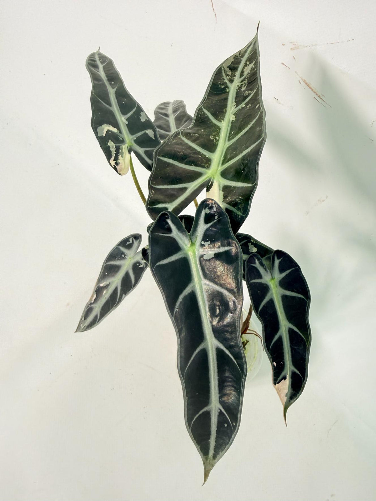 Alocasia Bambino Variegata Pink 01