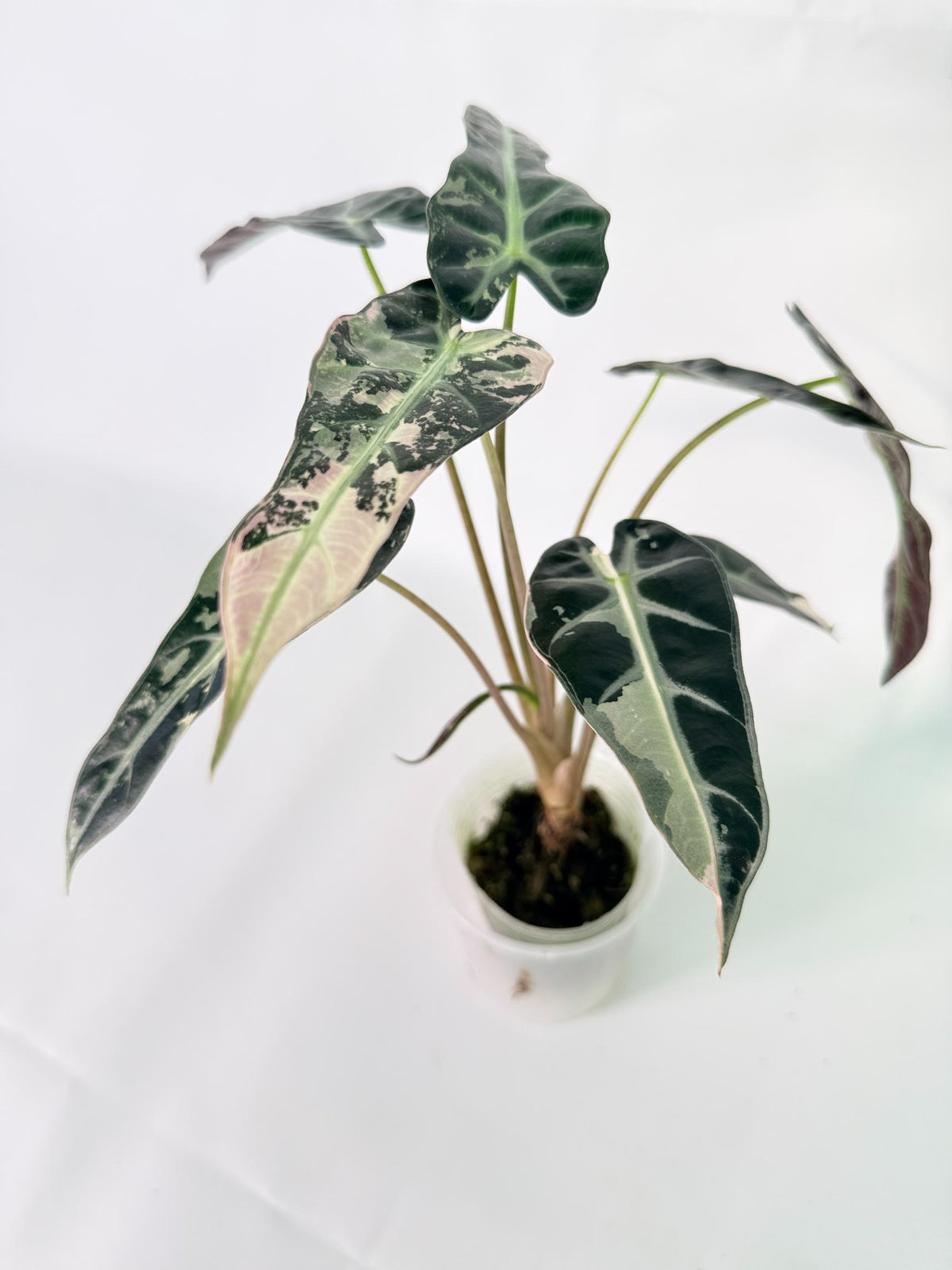 Alocasia Bambino Variegata Pink 08