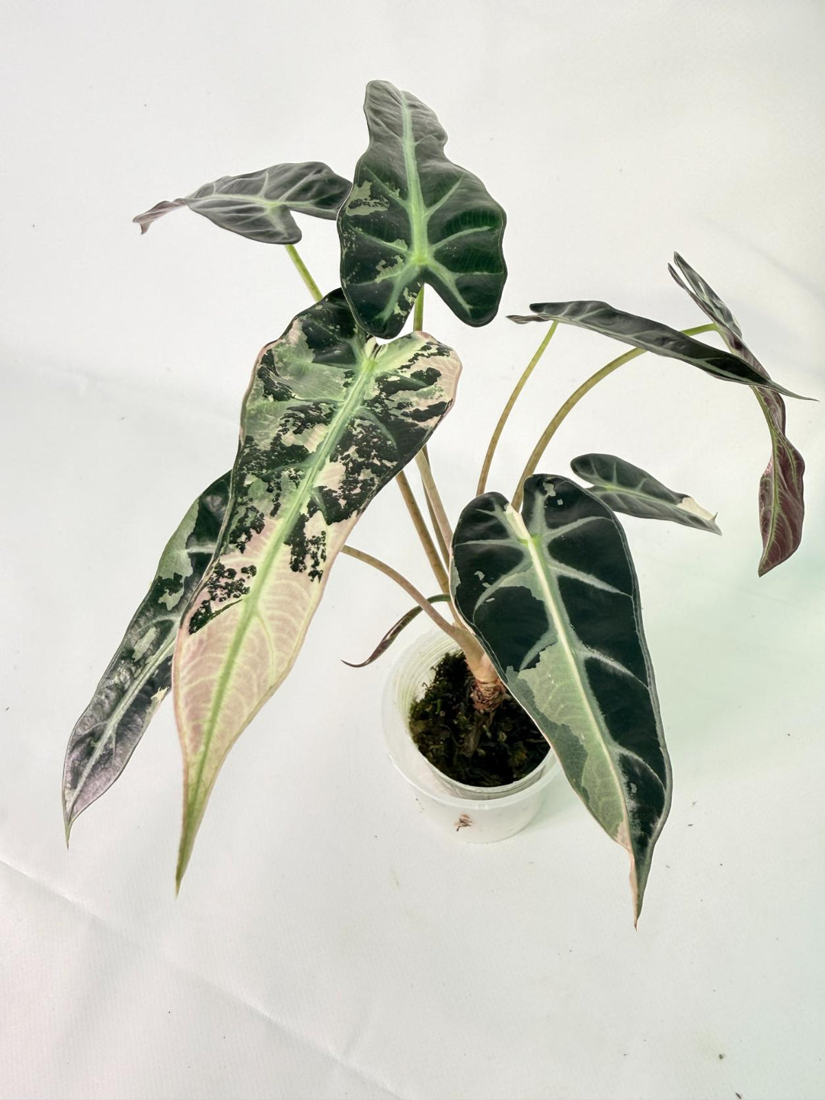 Alocasia Bambino Variegata Pink 01
