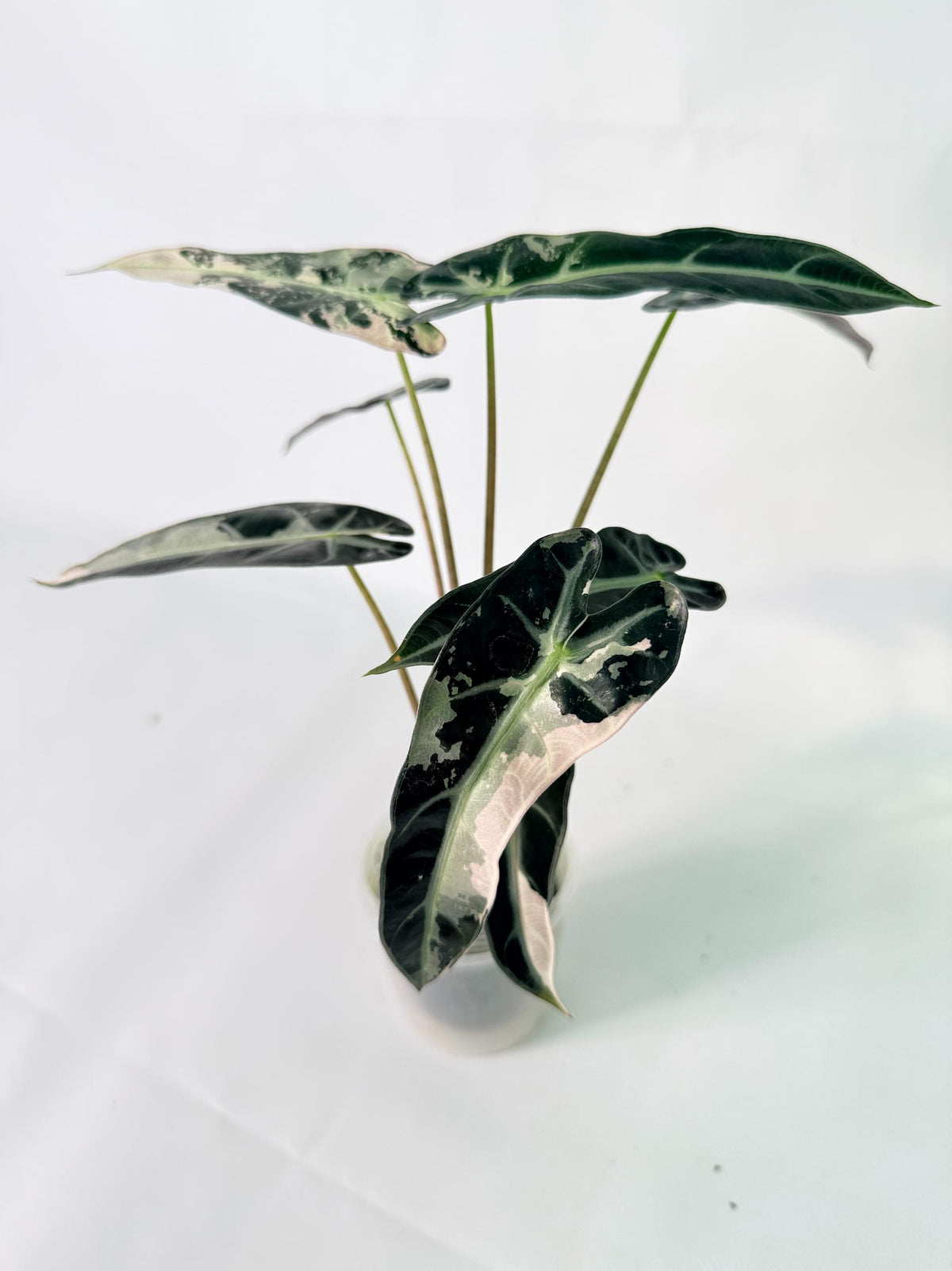 Alocasia Bambino Variegata Pink 10