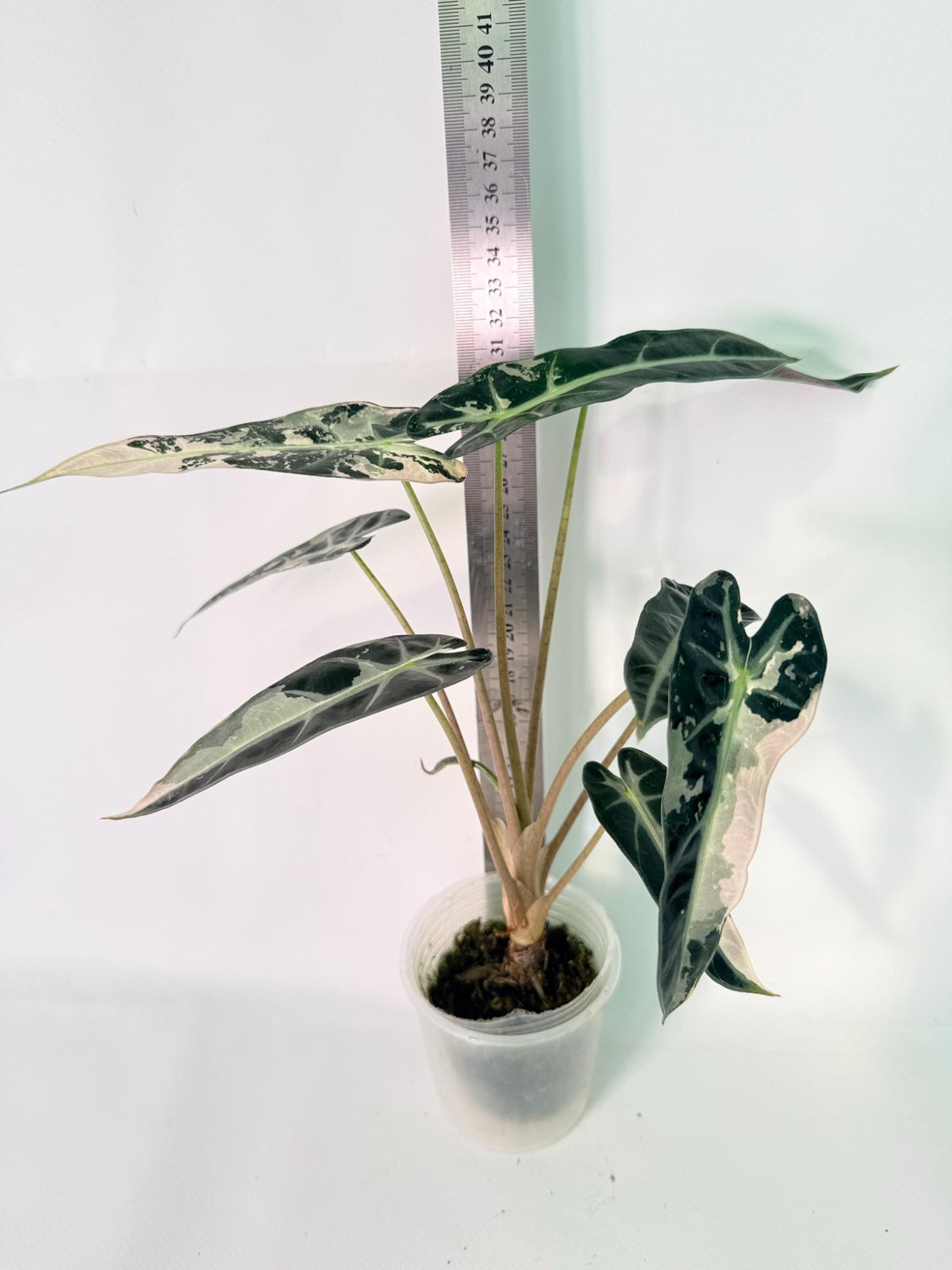 Alocasia Bambino Variegata Pink 11