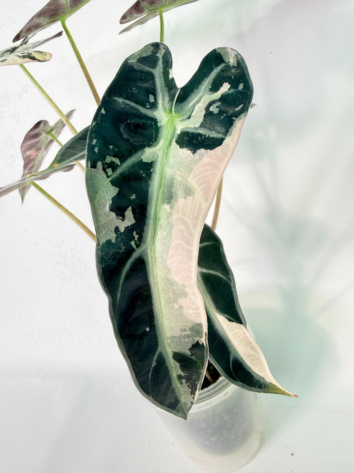 Alocasia Bambino Variegata Pink 02