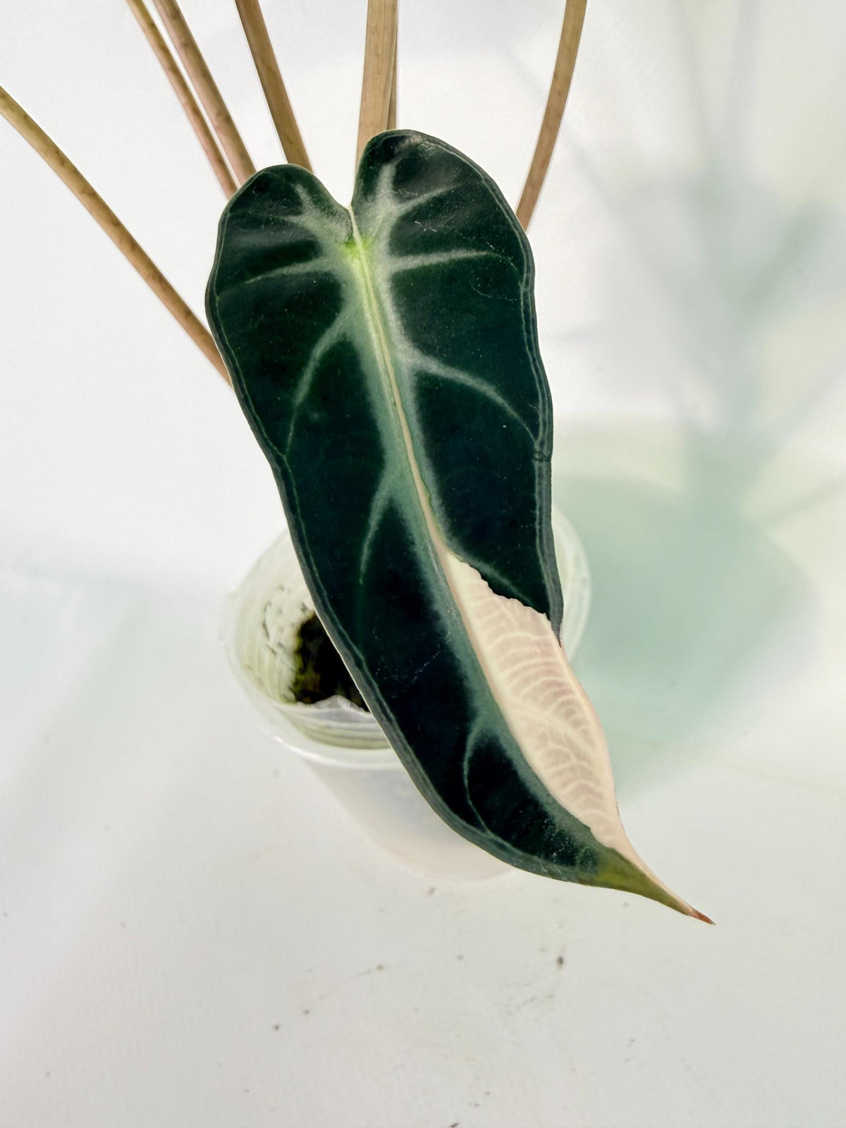 Alocasia Bambino Variegata Pink 03