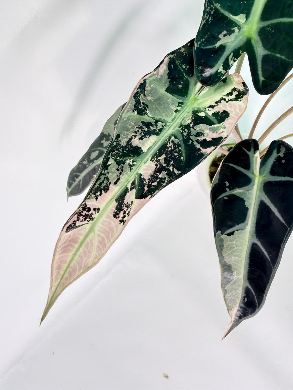 Alocasia Bambino Variegata Pink 05