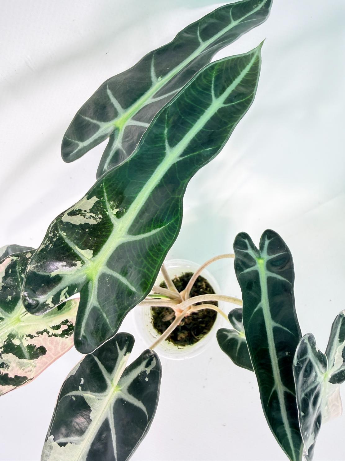 Alocasia Bambino Variegata Pink 06