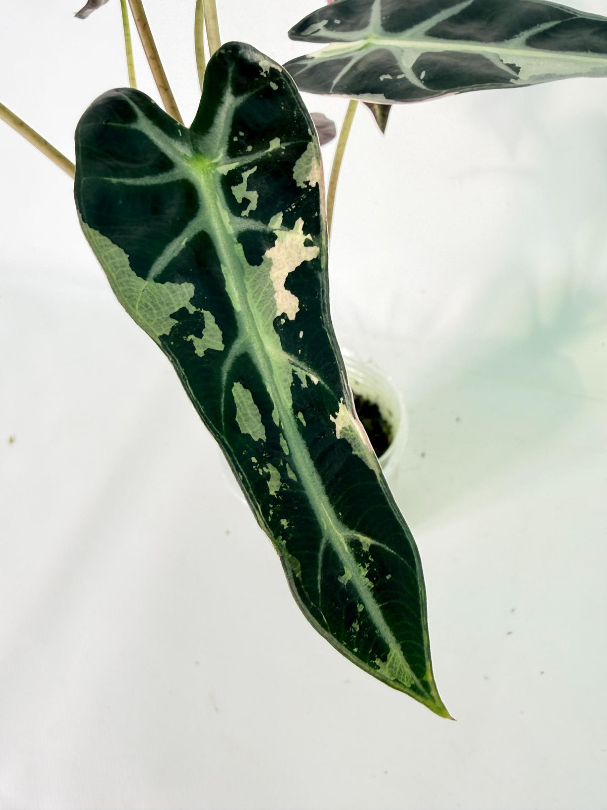 Alocasia Bambino Variegata Pink 07