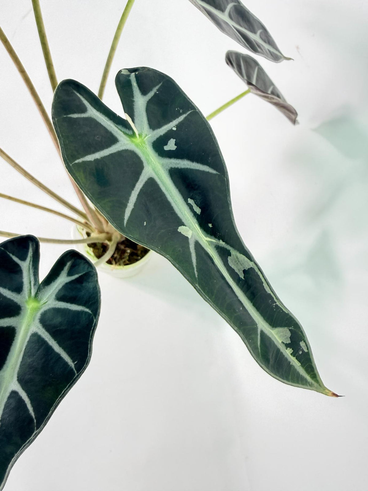 Alocasia Bambino Variegata Pink 08