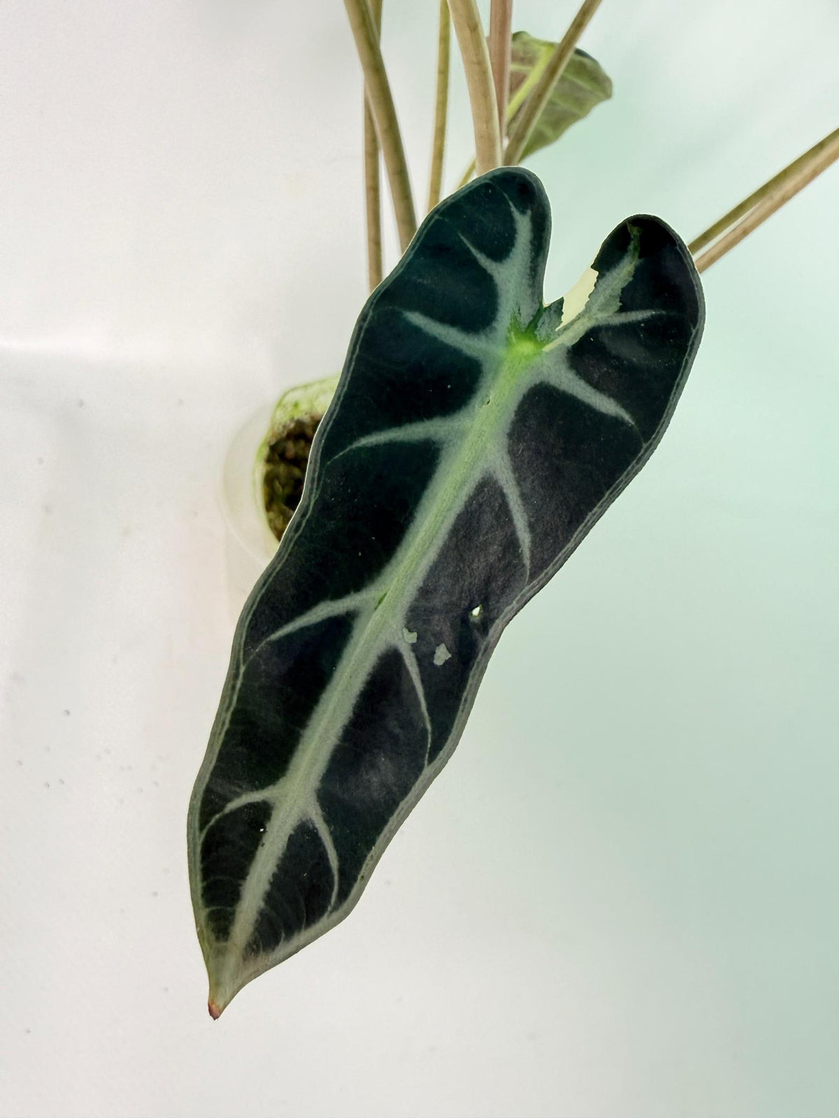 Alocasia Bambino Variegata Pink 09