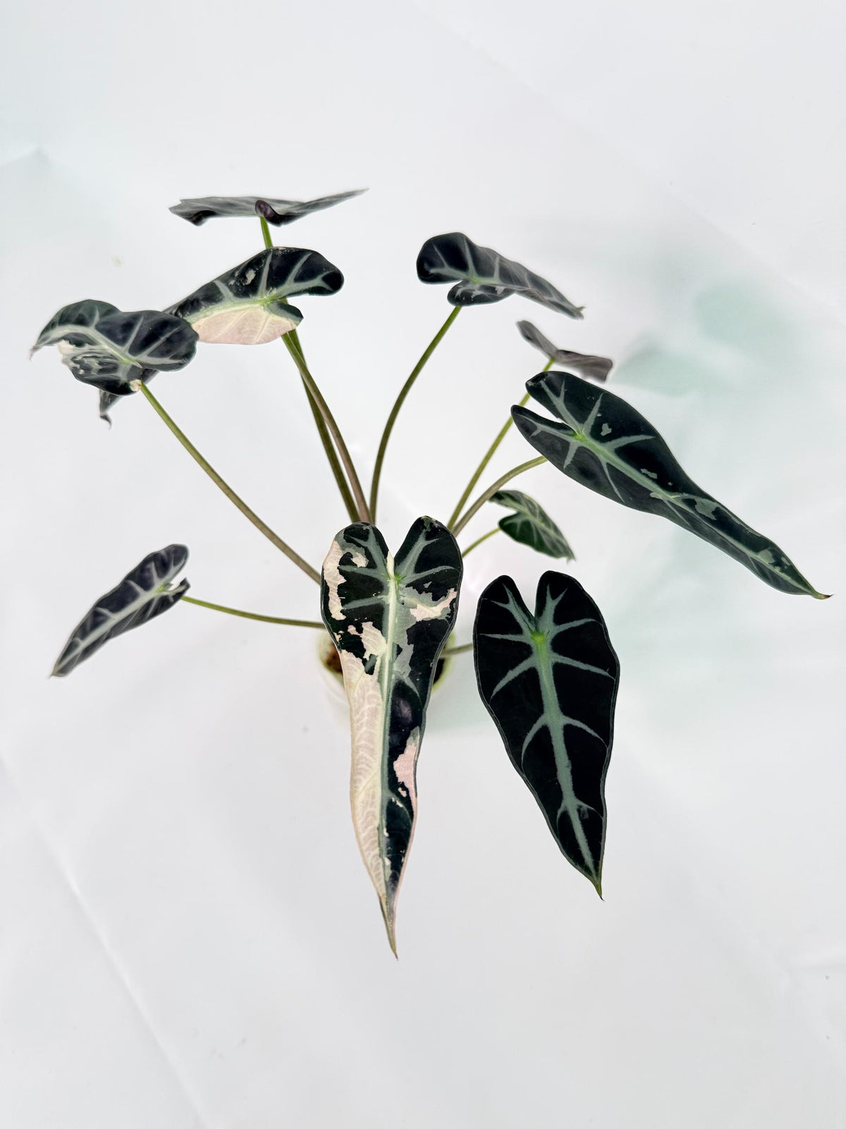 Alocasia Bambino Variegata Pink 10