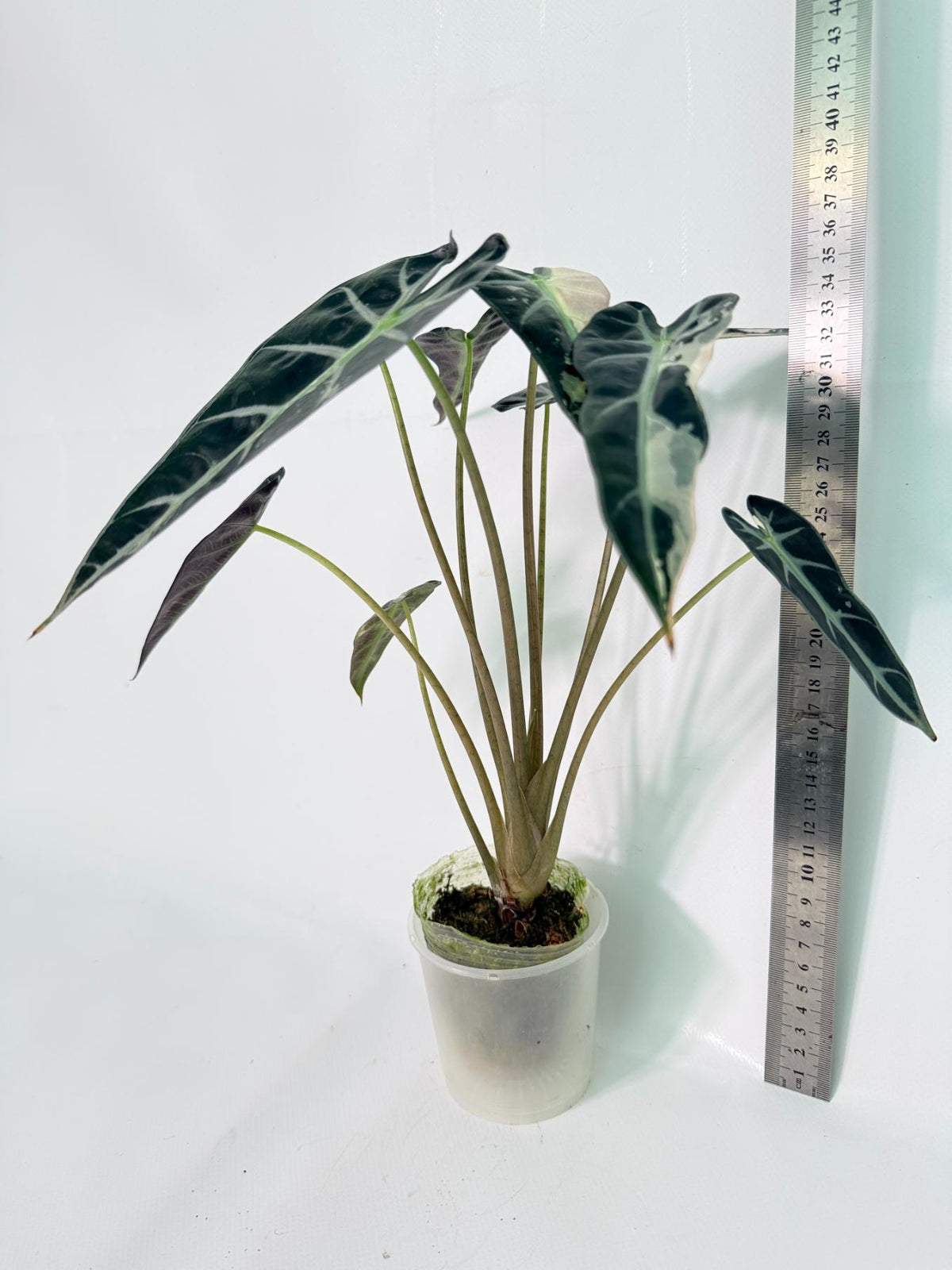 Alocasia Bambino Variegata Pink 11
