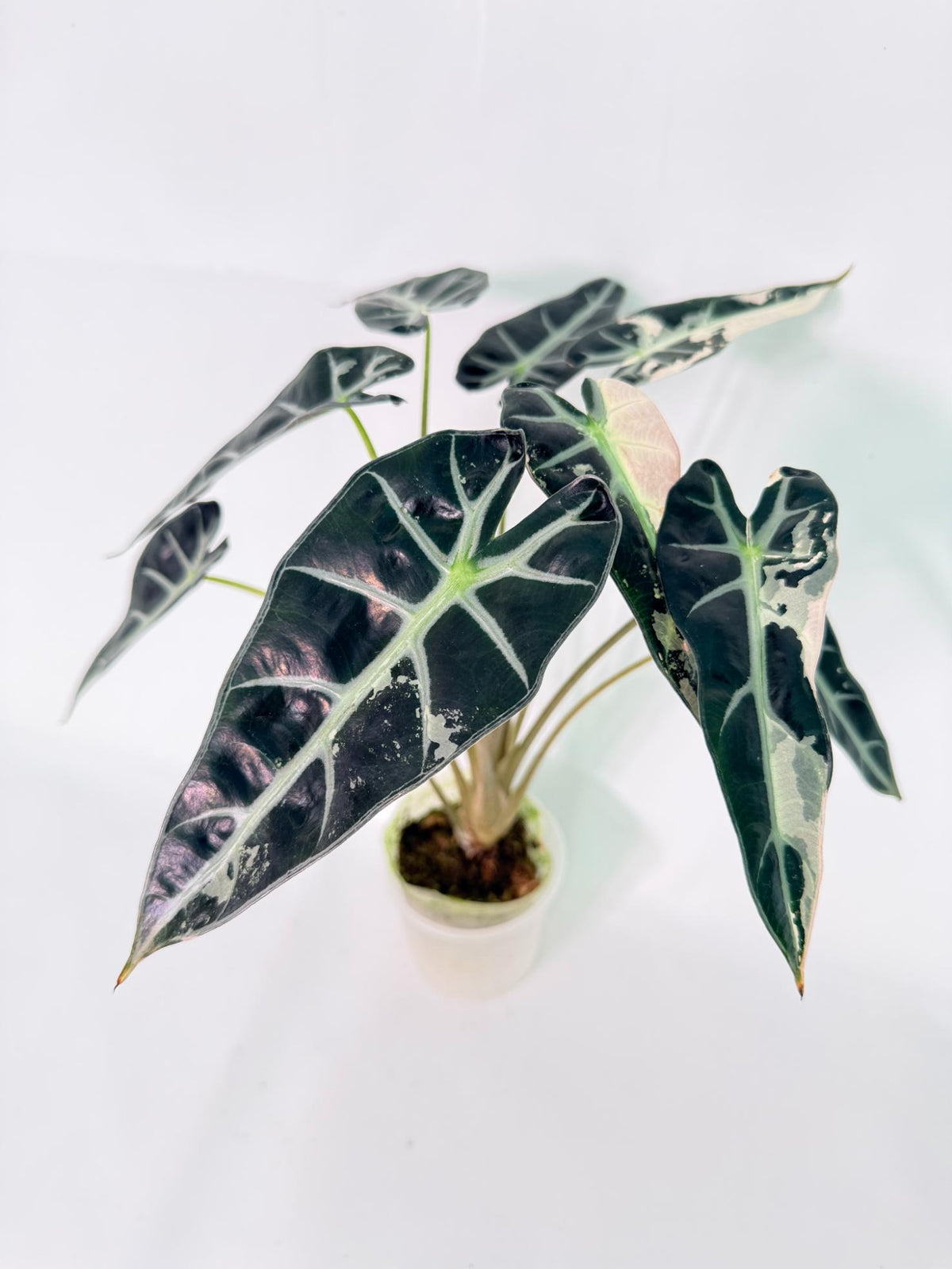 Alocasia Bambino Variegata Pink 01