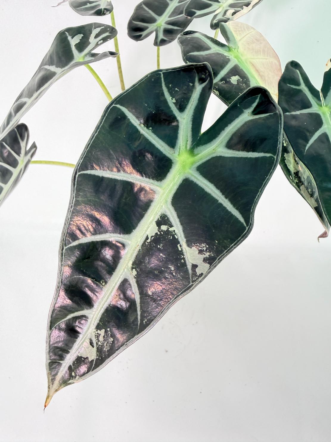 Alocasia Bambino Variegata Pink 02
