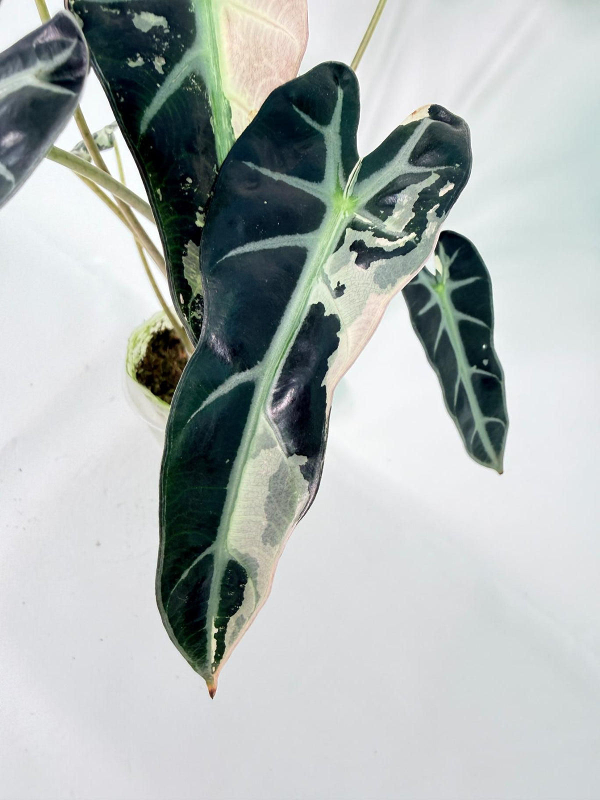 Alocasia Bambino Variegata Pink 03